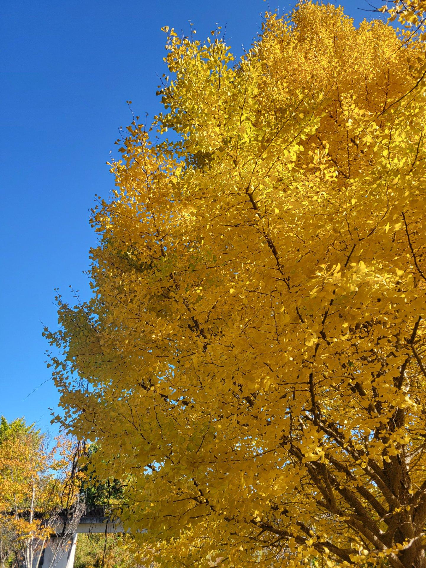 ＜紅葉＞見頃「最高の黄金色」