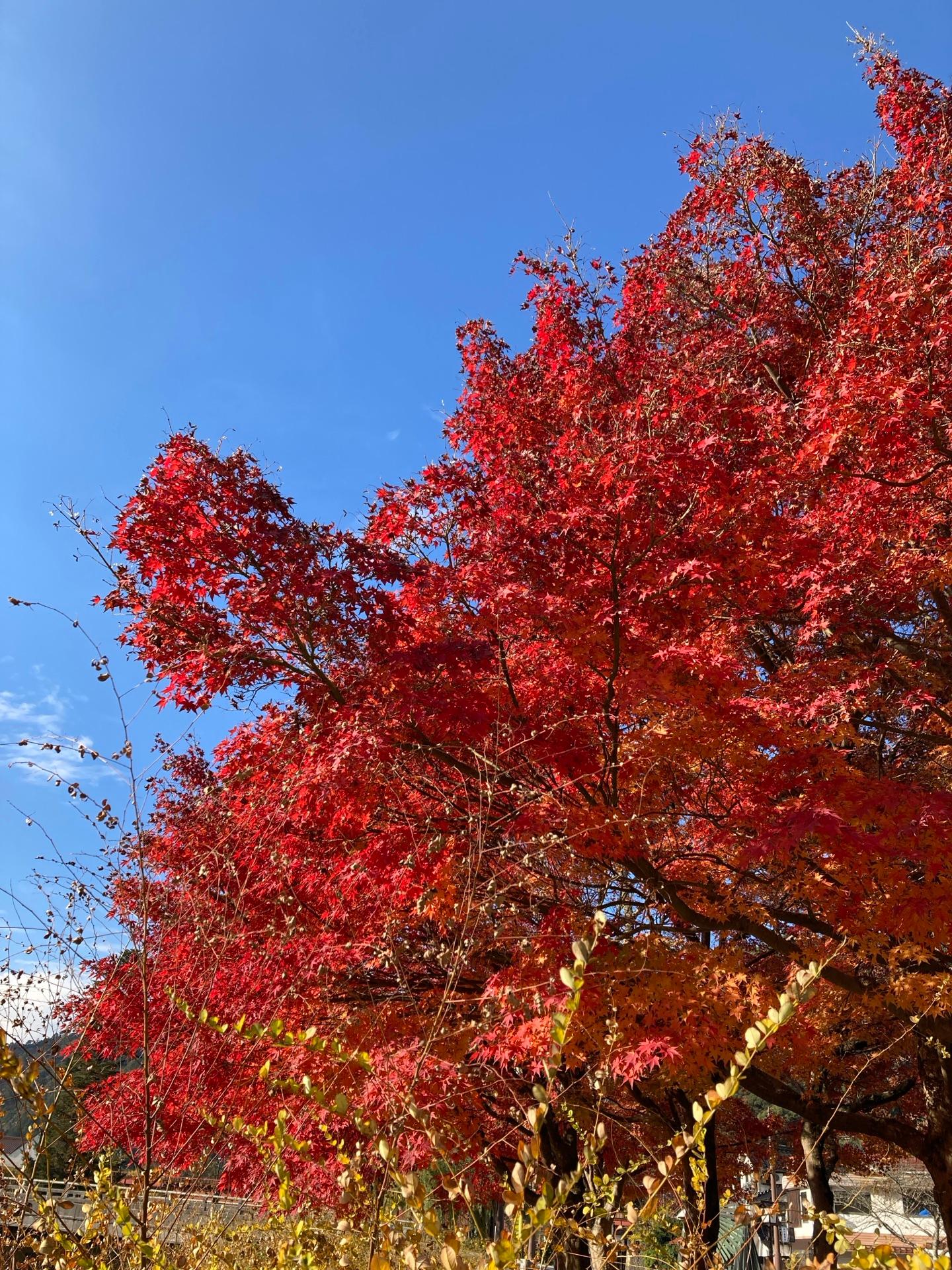 ＜紅葉＞見頃