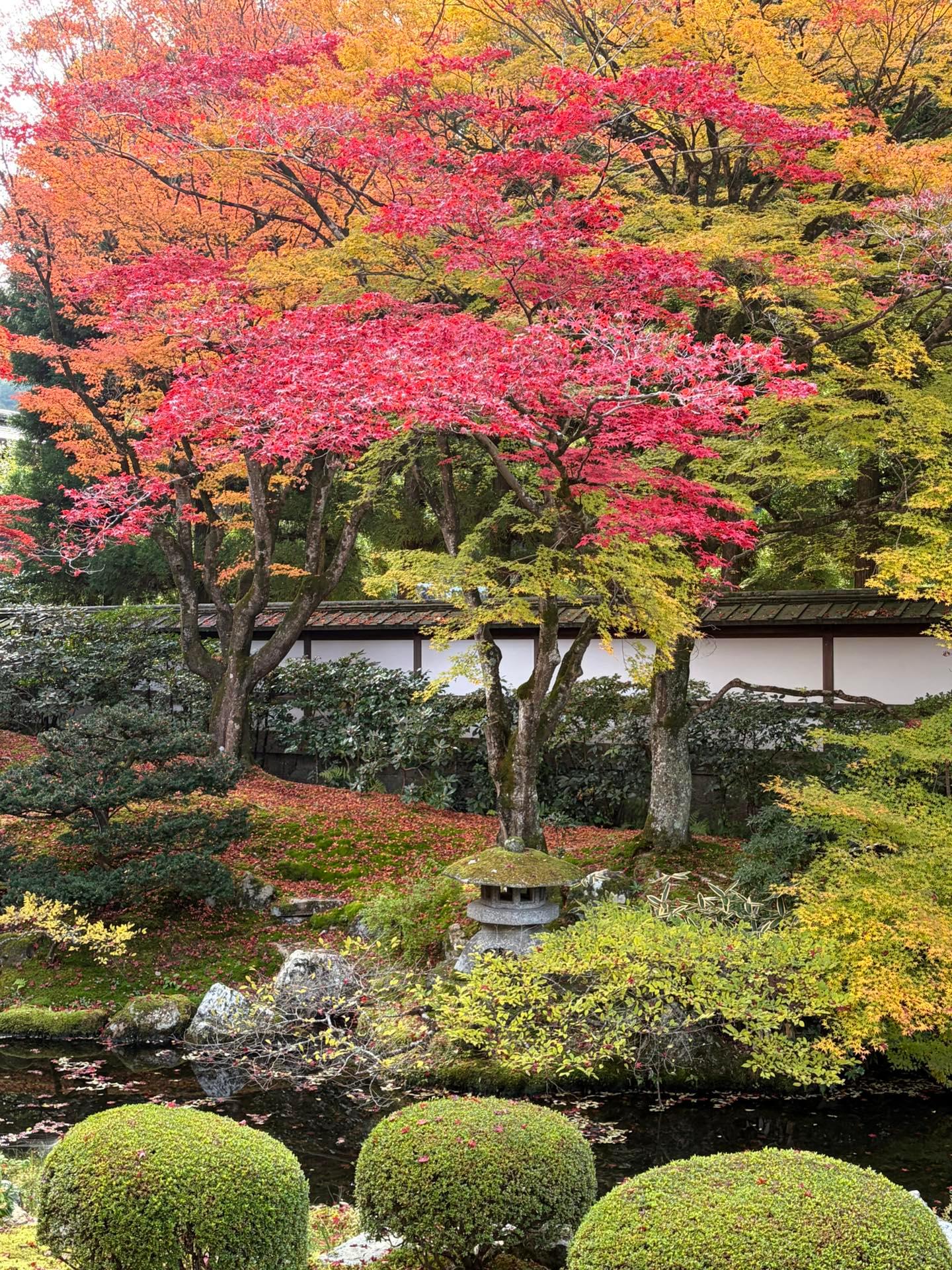 ＜紅葉＞見頃「御寺泉涌寺」