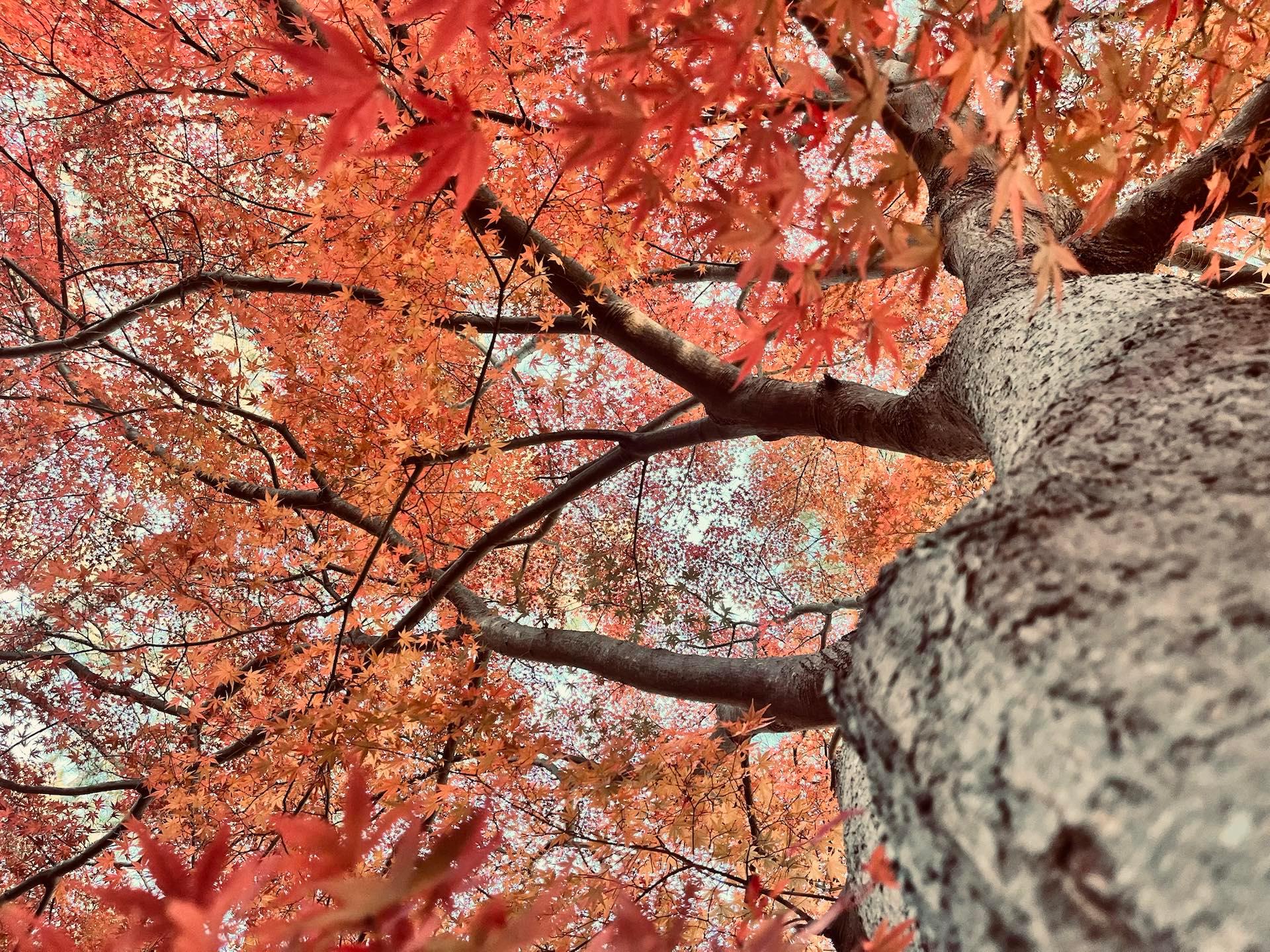 ＜紅葉＞色づきはじめ