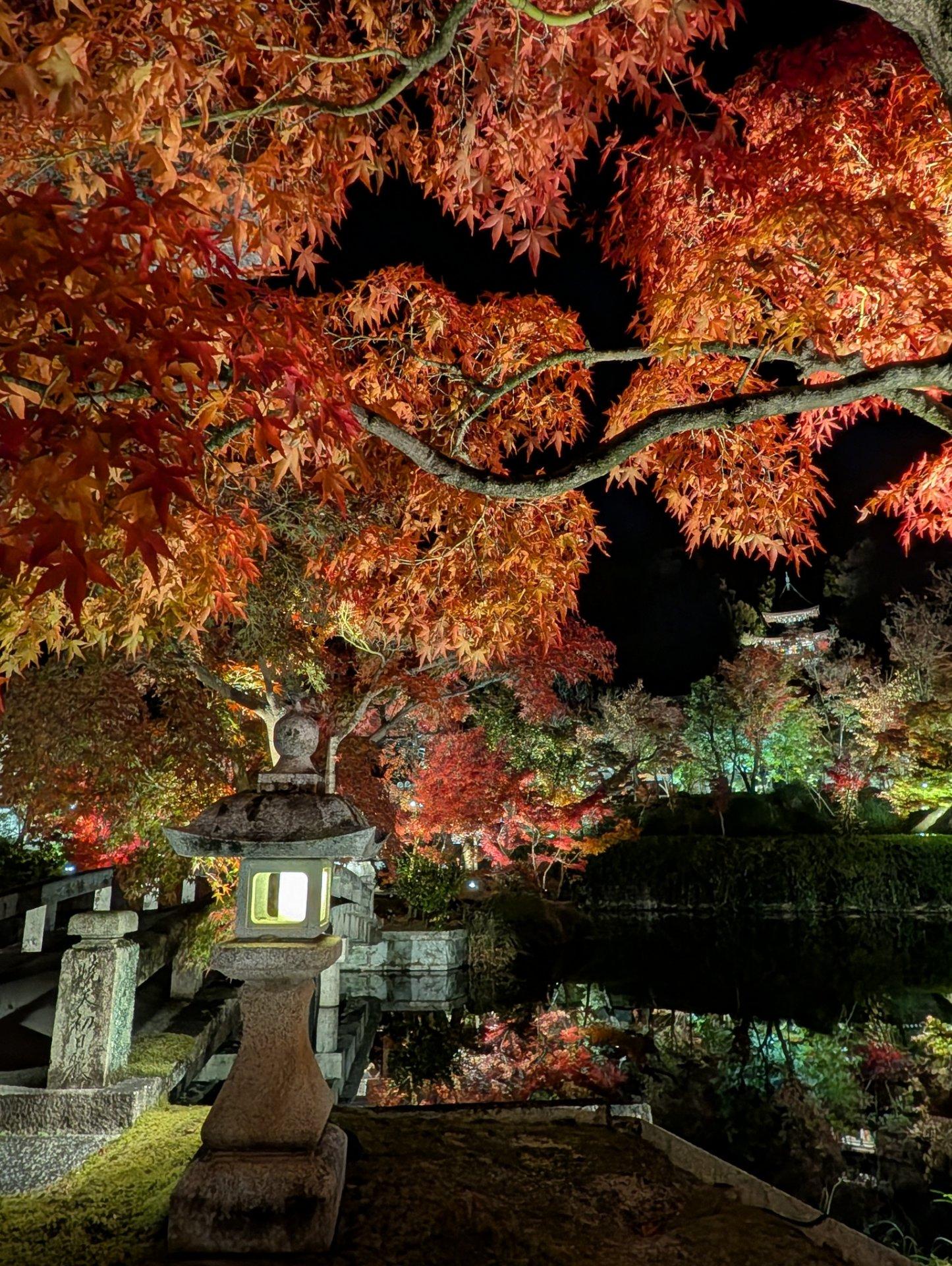 ＜紅葉＞見頃