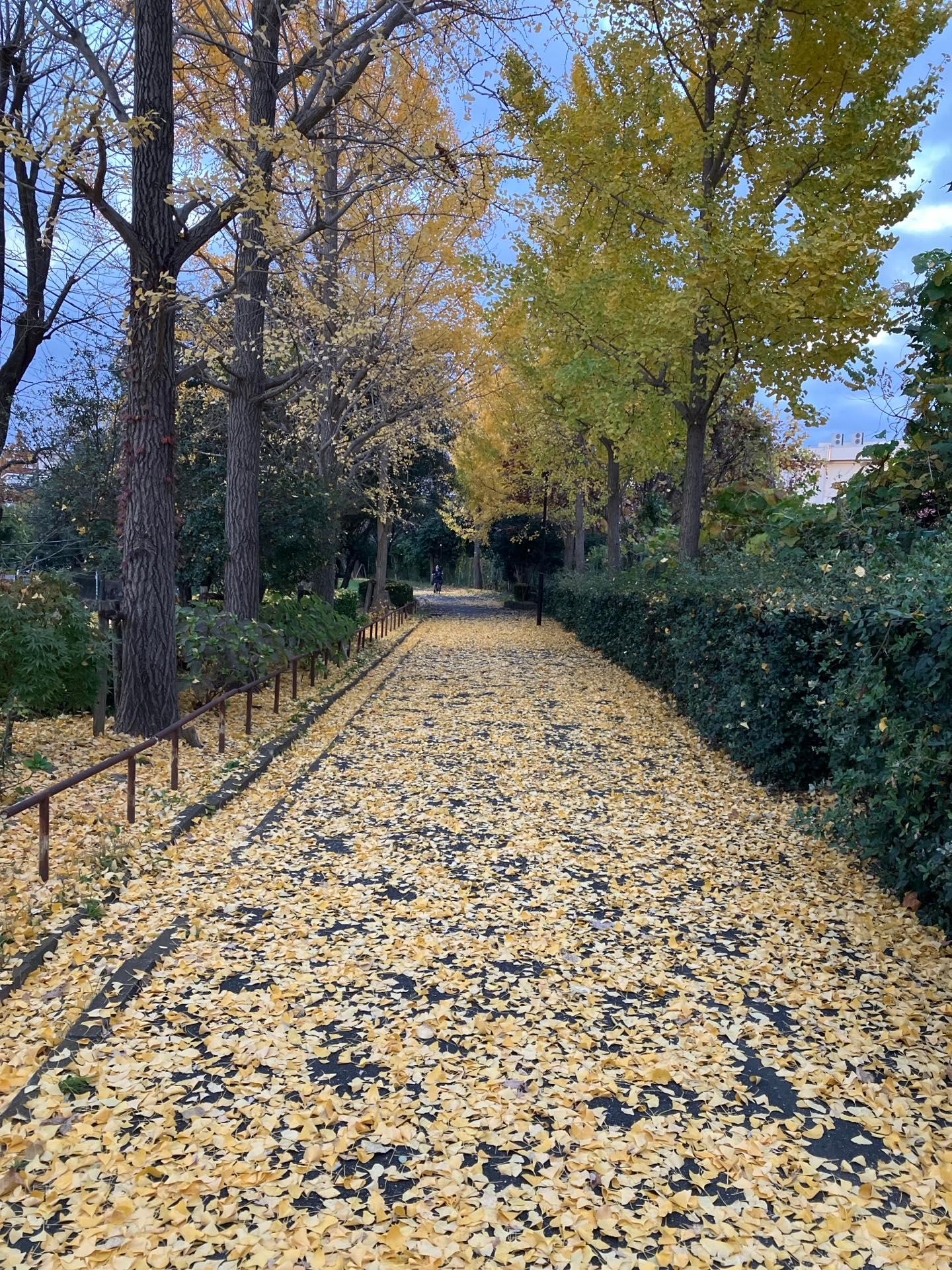 ＜紅葉＞落葉「黄色のじゅうたん！」