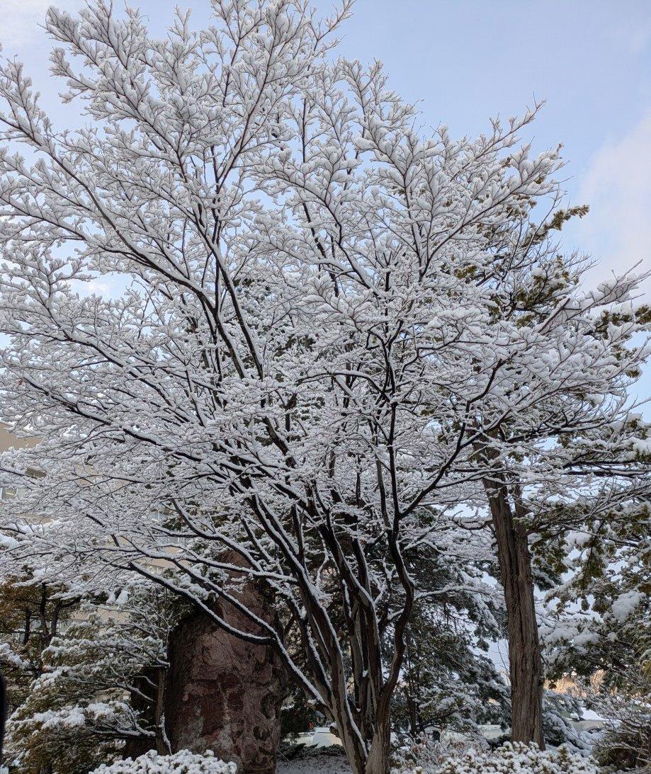＜いまの天気＞晴れ「木に雪付いてきれいですね。停電だけは勘弁してほしいけど笑」
