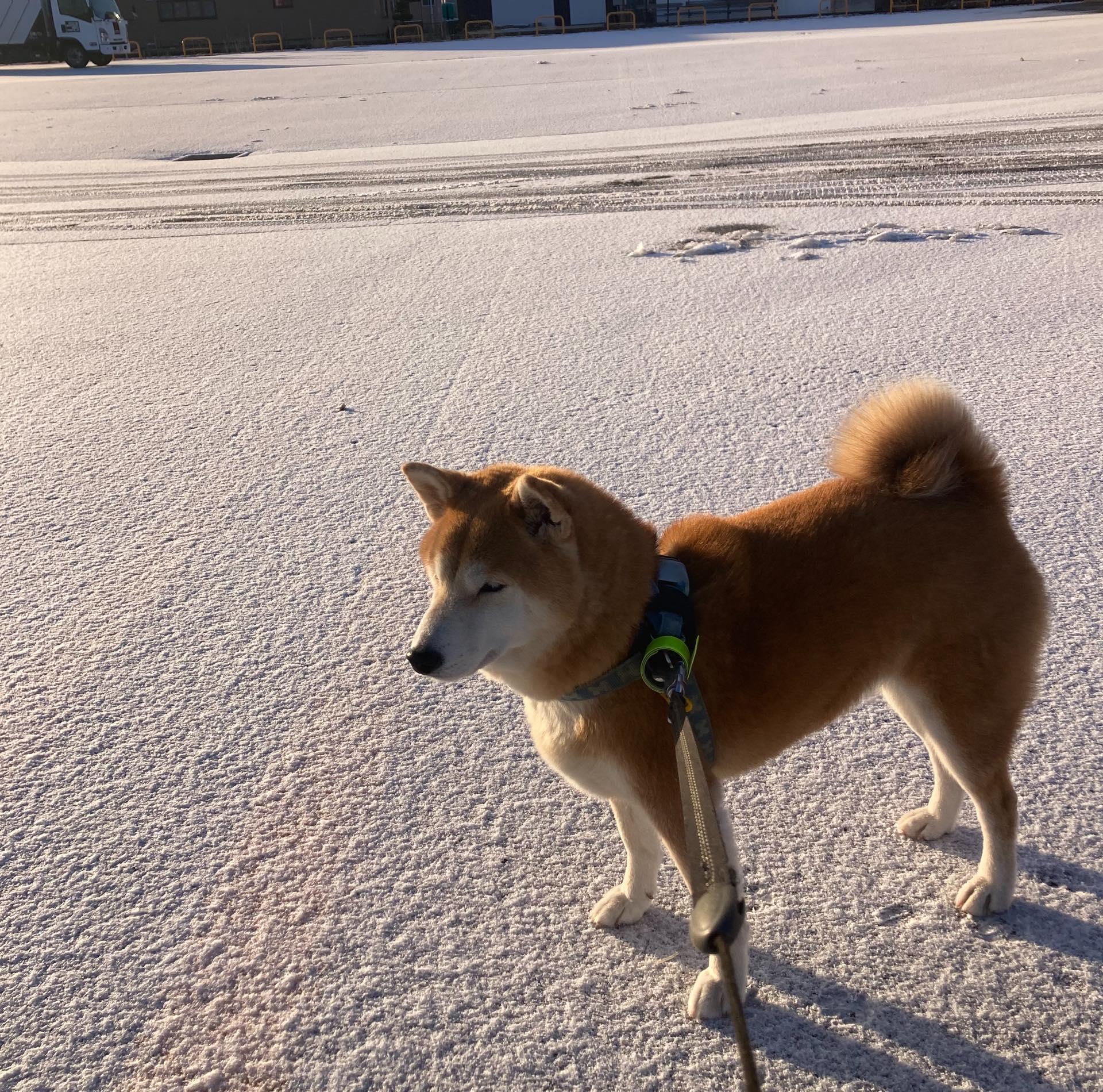 🐕路面凍結
