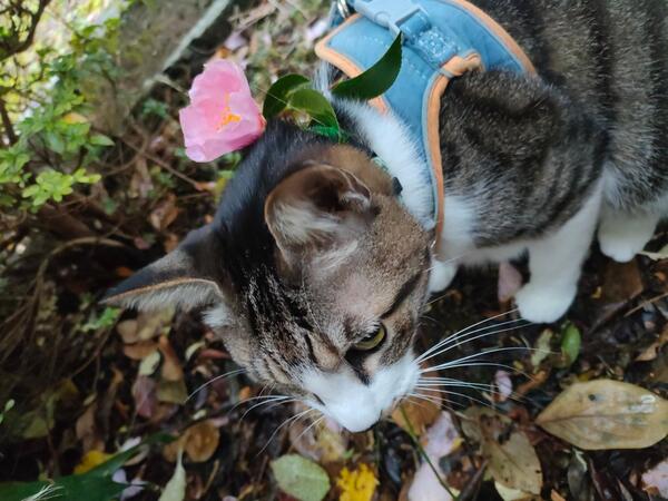 寒いのに散歩要求😸<br />山茶花、山茶花咲いていた🌸