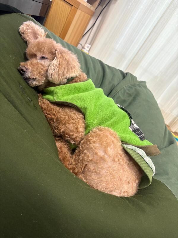 夜も床暖つけるようになったら、犬が震えなくなった