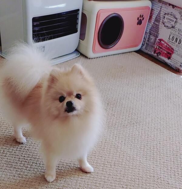 綺麗に掃除をして灯油を入れて置いてよかった！ここ数日はエアコンじゃ暖まりません