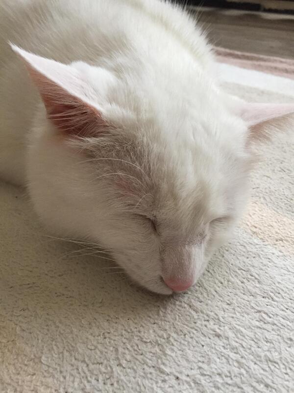 寒すぎてカーペットにへばりついてます。