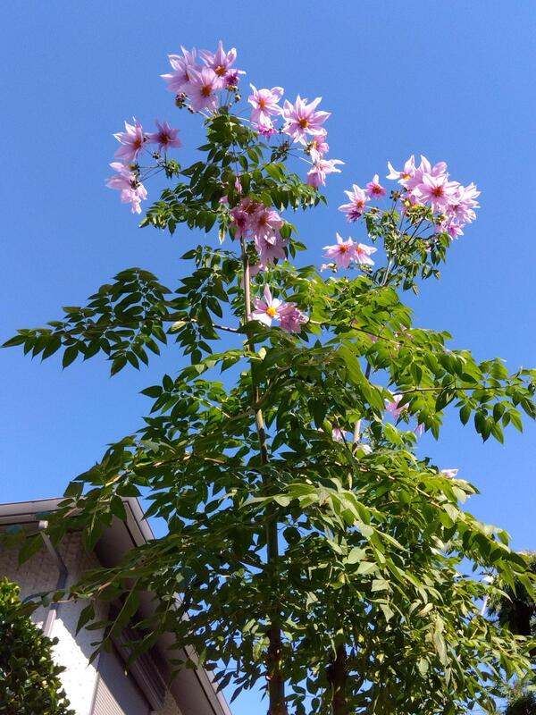 青空に皇帝ダリア<br />爽やかな風