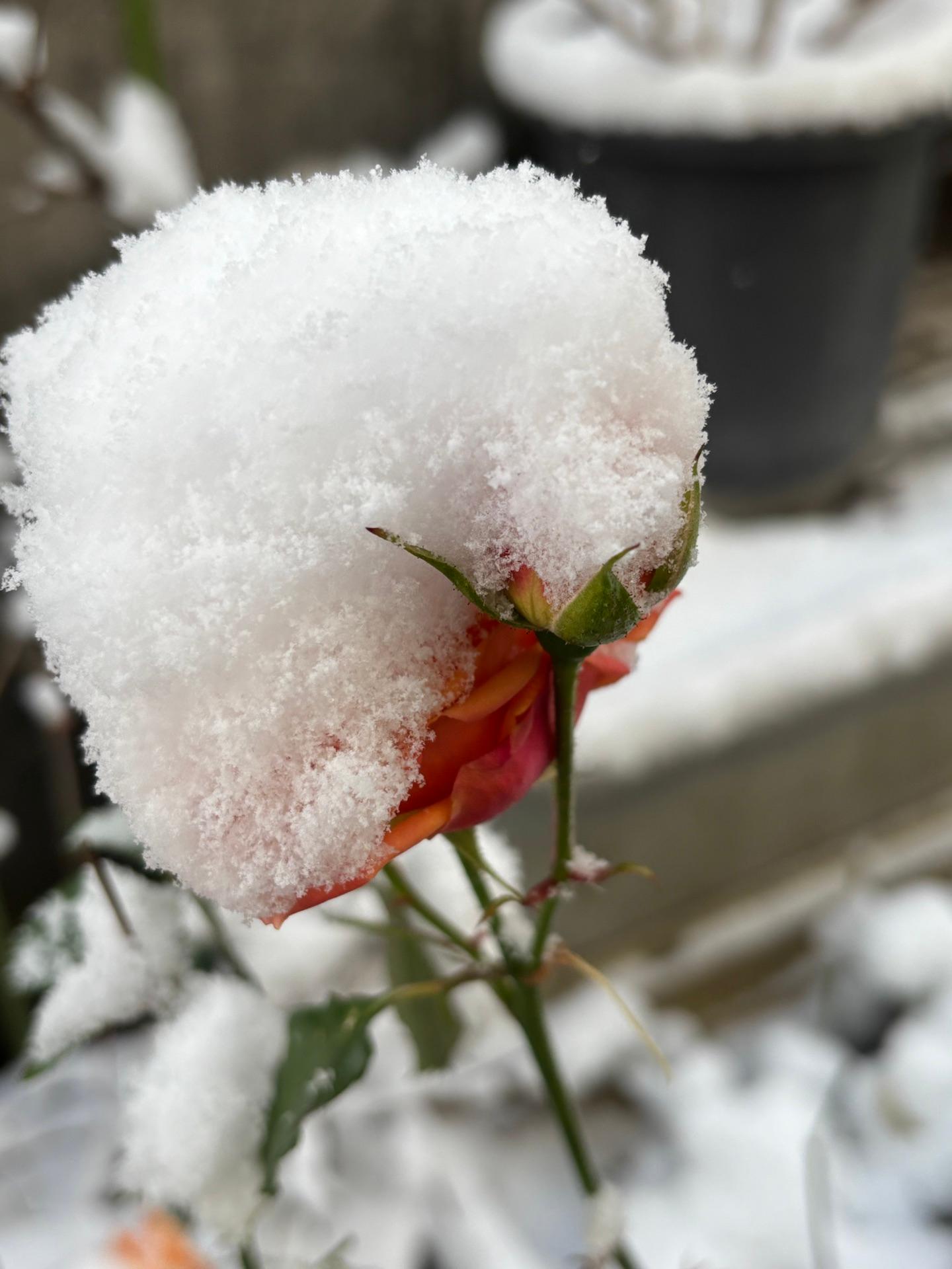 太陽🌞出てますが寒い<br />バラの花にてんこ盛り雪