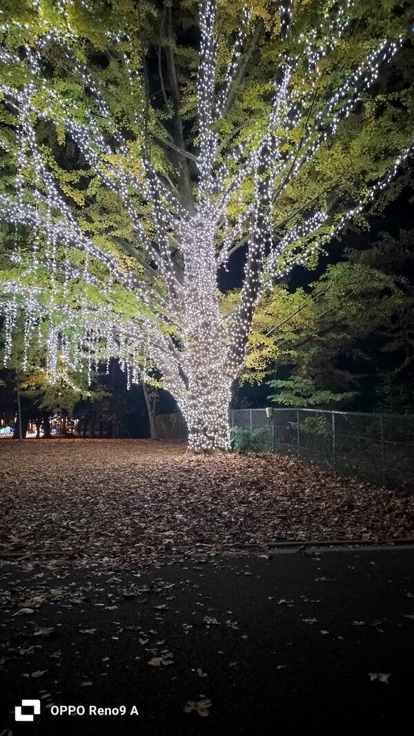 すごく綺麗☃