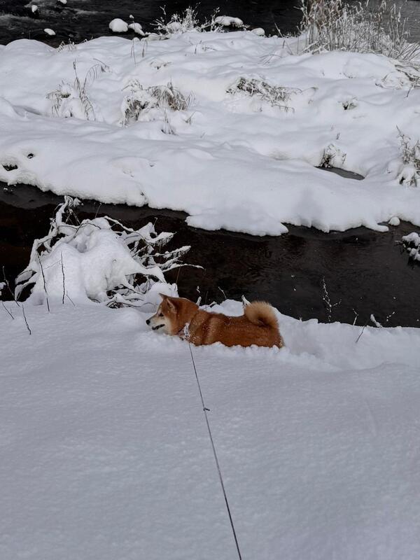 犬は喜び土手かけまわる