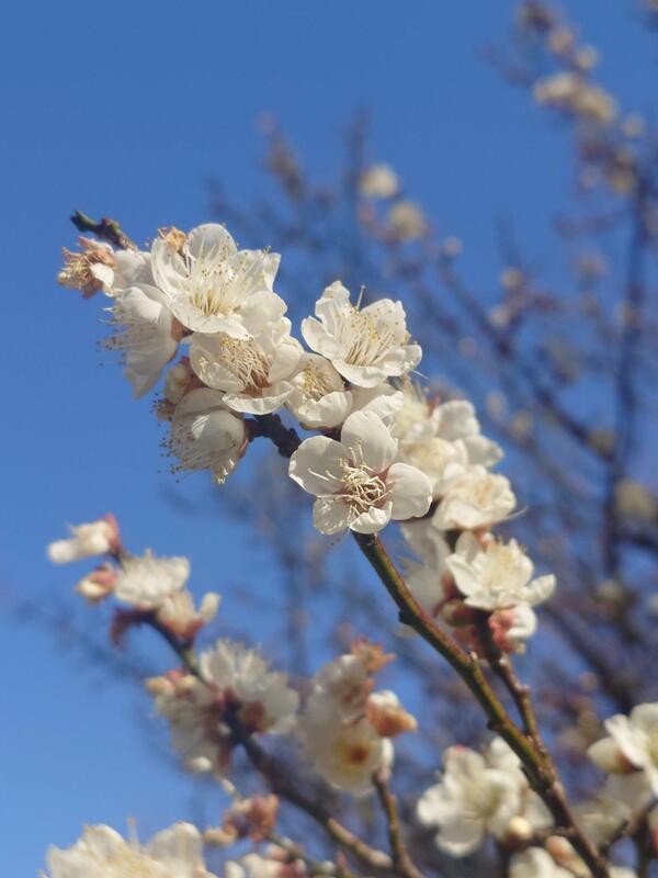 日中との気温差が激しい。麗らかな陽気に騙されたか梅が咲きだした。