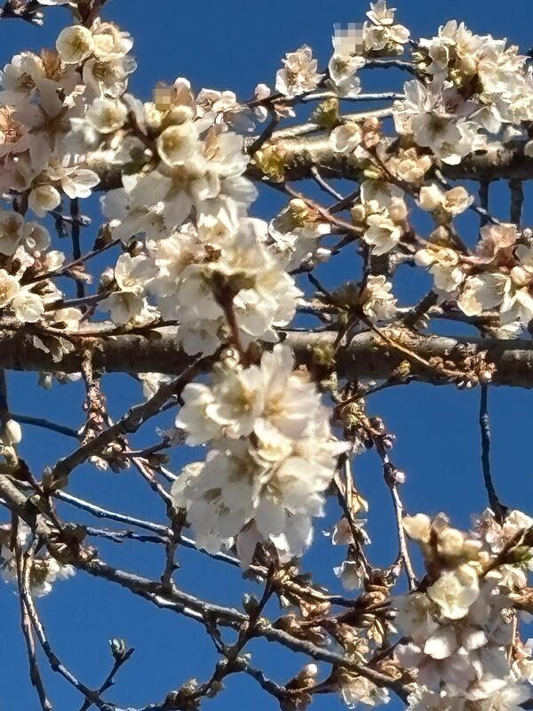 寒さにも負けず、四季桜が満開です