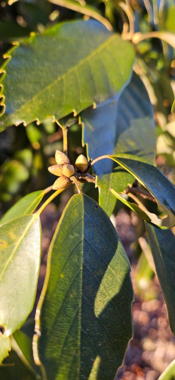 アラカシの冬芽
