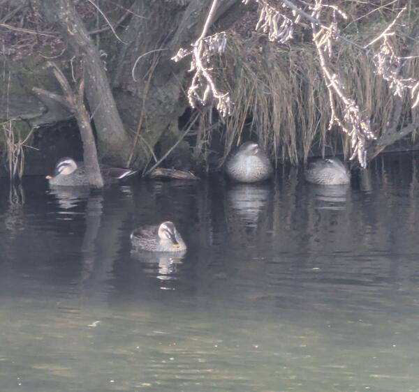 渡りのカルガモ