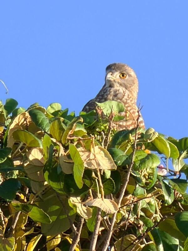 晴天の空とサシバ<br />冷たい風がお日様のポカポカ陽気が<br />気持ちいい☺🔆