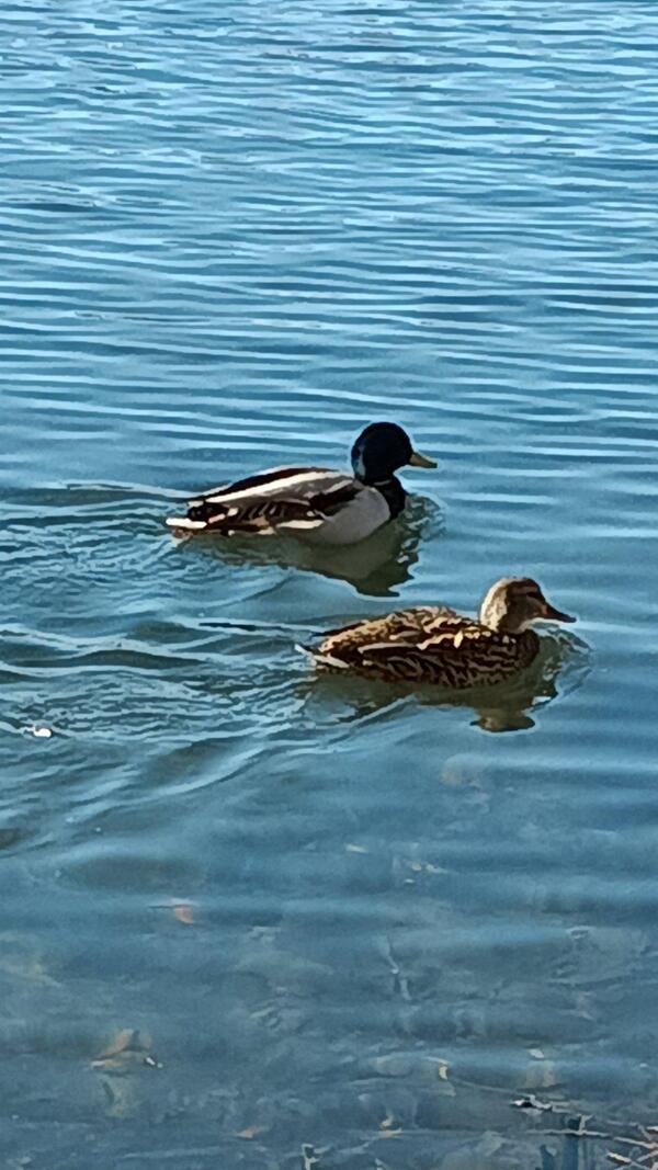 カモのカップルがデートしてた