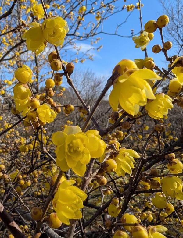 蝋梅(ろうばい)の花が鮮やかです