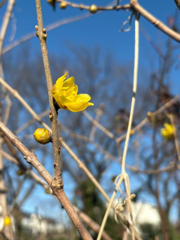 晴れて星が見える。あまり寒くないです。<br />ロウバイが咲いていました。