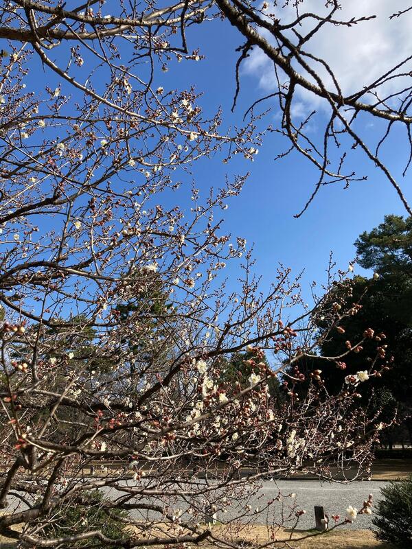 御苑の梅が咲き始めました。ろうばいも咲いてます。