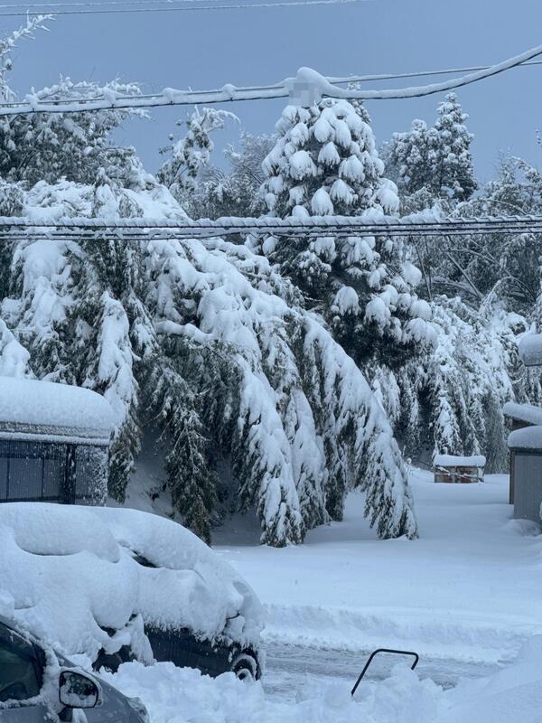 粉雪☃<br />竹藪が雪の重みでしなってます