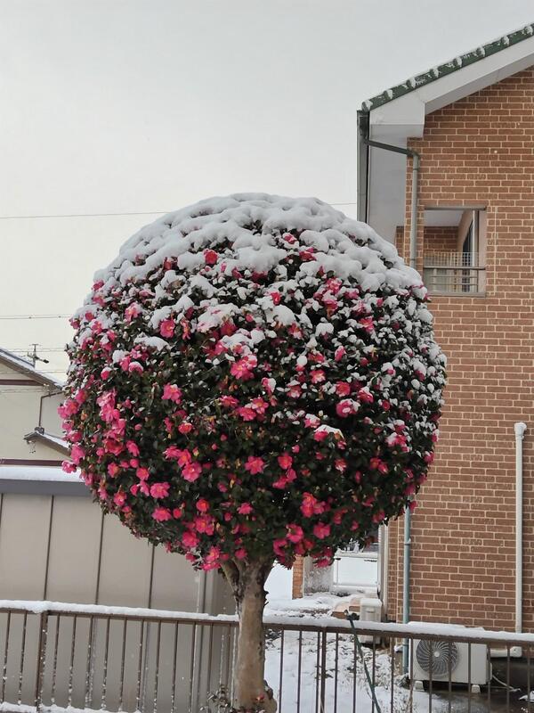 雪の綿帽子