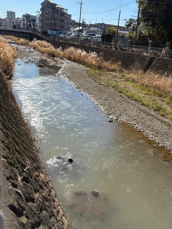 晴れているけど風が冷たい。川の水面がまだ凍っている。