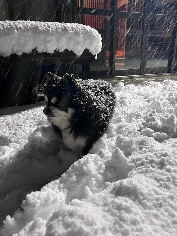 みんなの投稿ダイジェスト2026/2/4版「青空と積雪と冬の野鳥と