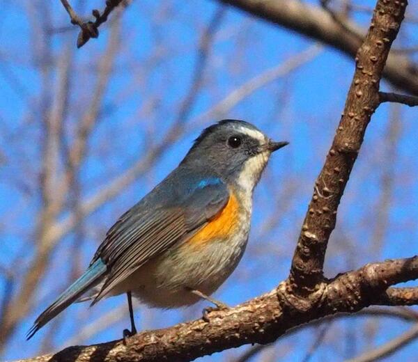 冬の楽しみ　　野鳥