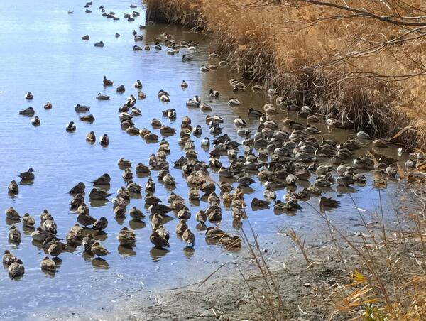 ワタリドリ今日は寒すぎて四重奏奏でられないらしい