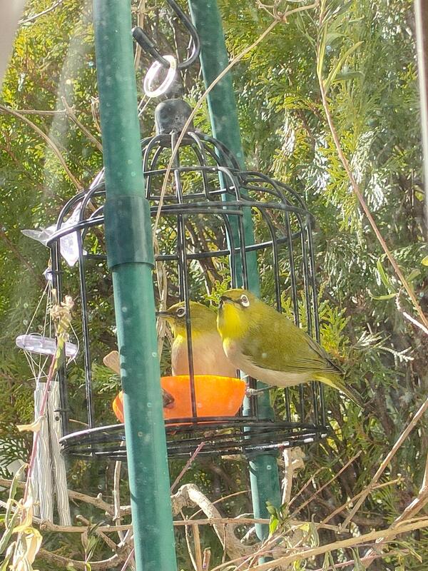 現在９．８度 ポカポカ暖かいです。余ったみかん🍊を食べに「メジロ夫婦」食事中