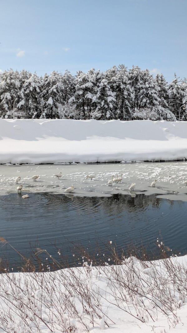 今朝も積もりました☃<br />今はつかの間の晴れ<br />白鳥は元気？！