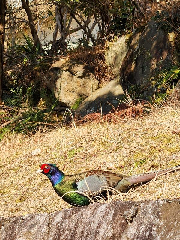 3.7℃ 少し風あり。とりあえず今回の寒気のピークも過ぎたようでキジさんもひと安心。