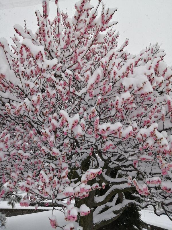 みんなの投稿ダイジェスト2026/2/11版「雪中花と雪だるまと節分と