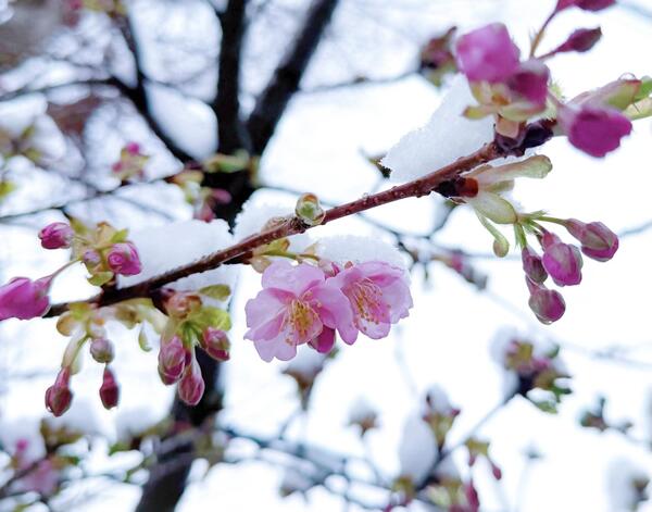 道路の雪はもう溶けて乾いてきた