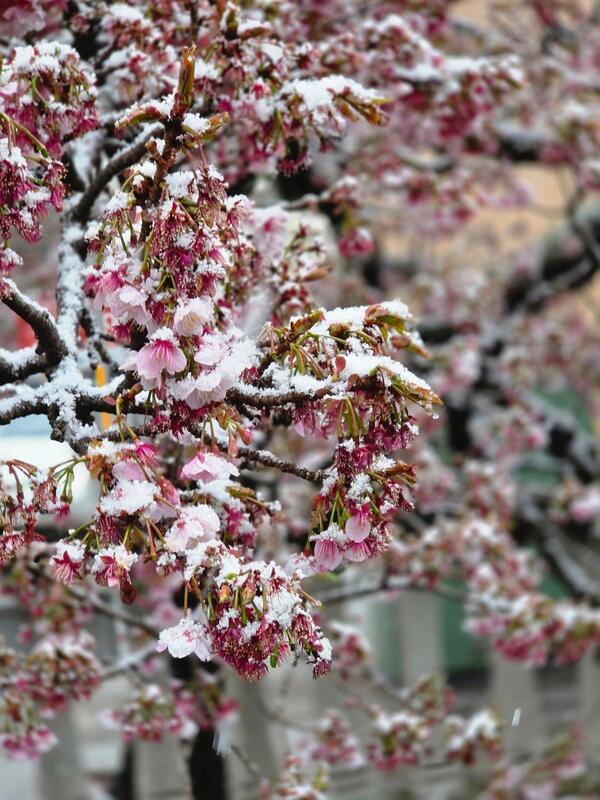 雪とあたみ桜が素敵。