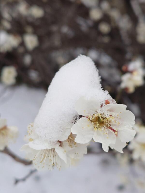 さささむさむい⛄