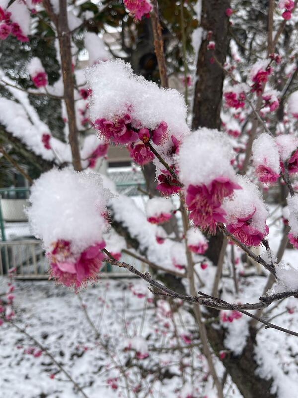 投票してきたー。梅に雪帽子❄👍