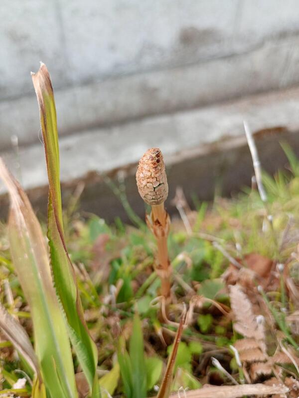 つくしを見つけました