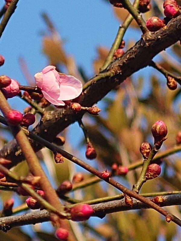 梅いちりんほどの暖かさ。