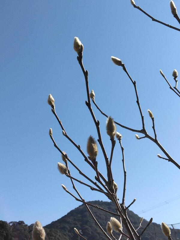 快晴☀風無し！春ですね！