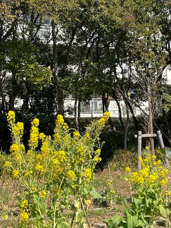 菜の花が咲いてる