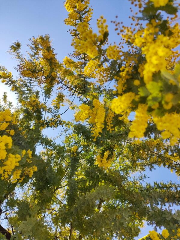 18度あり風はありません。「ミモザ」が咲き出し「春」到来！外の方が暖かいです。鼻水涙目注意報！