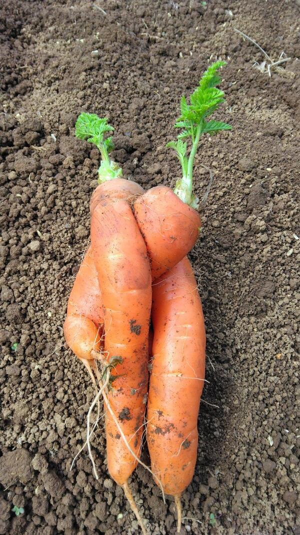 春のコブラツイスト