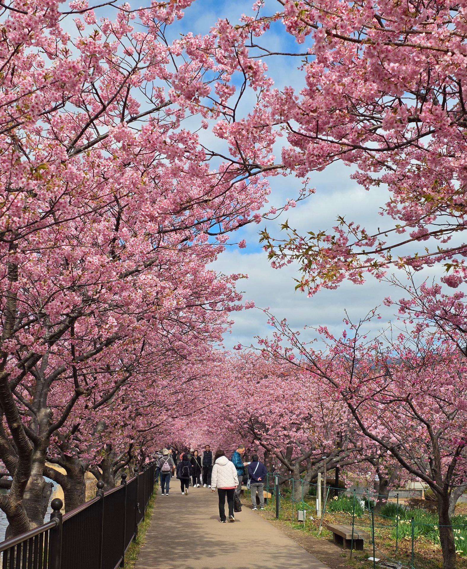 河津桜と猫と雪解け前と