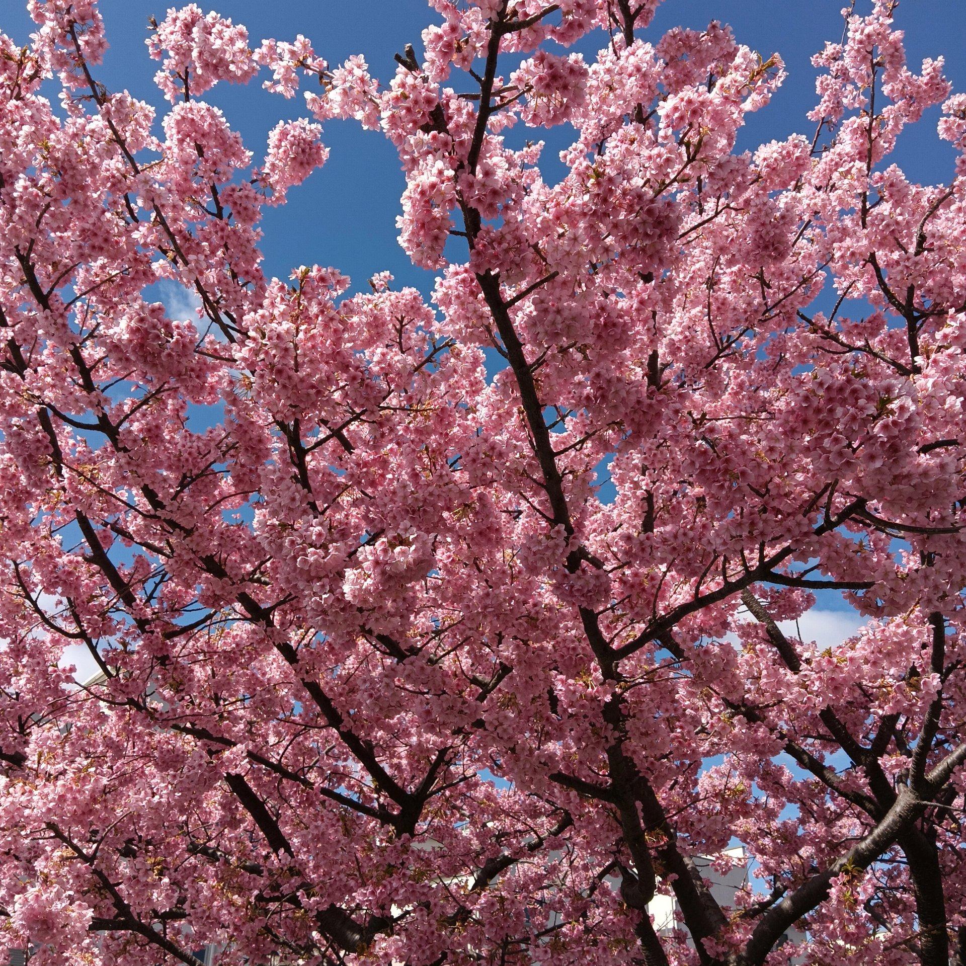 河津桜が満開です