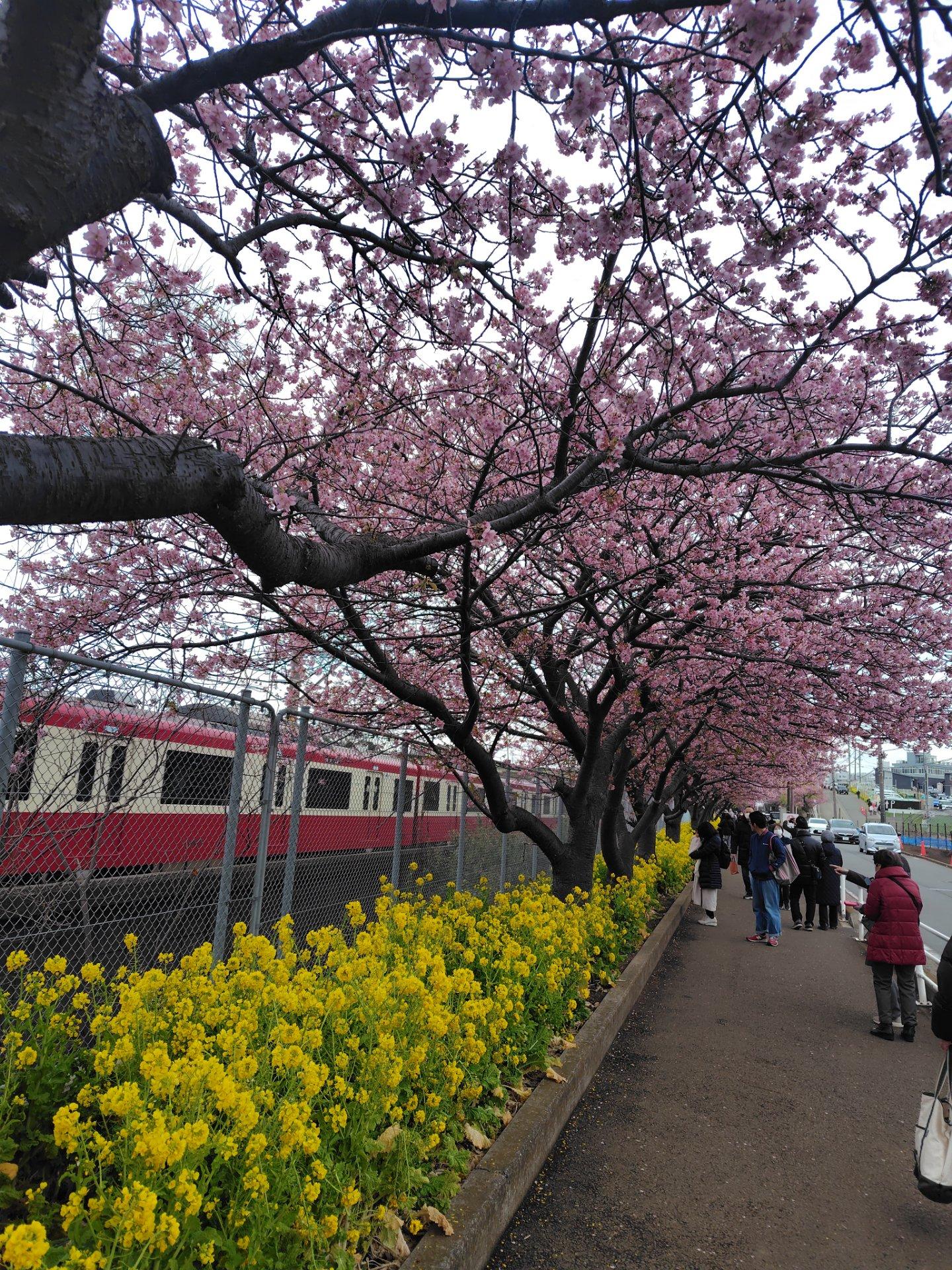 河津桜にメジロが沢山