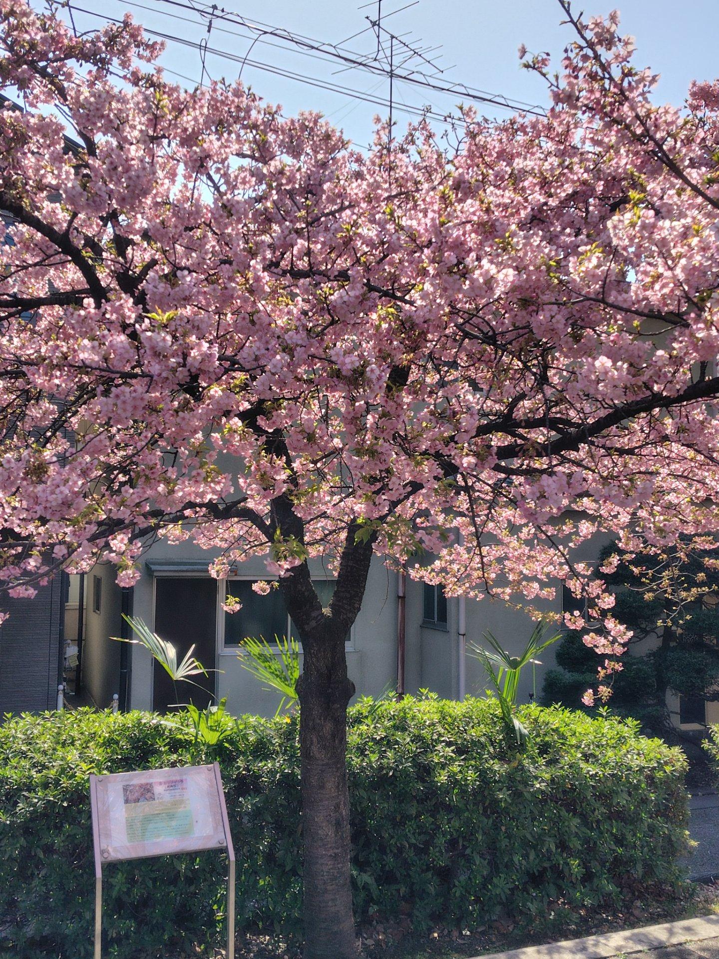 河津桜綺麗よ～墨田区向島