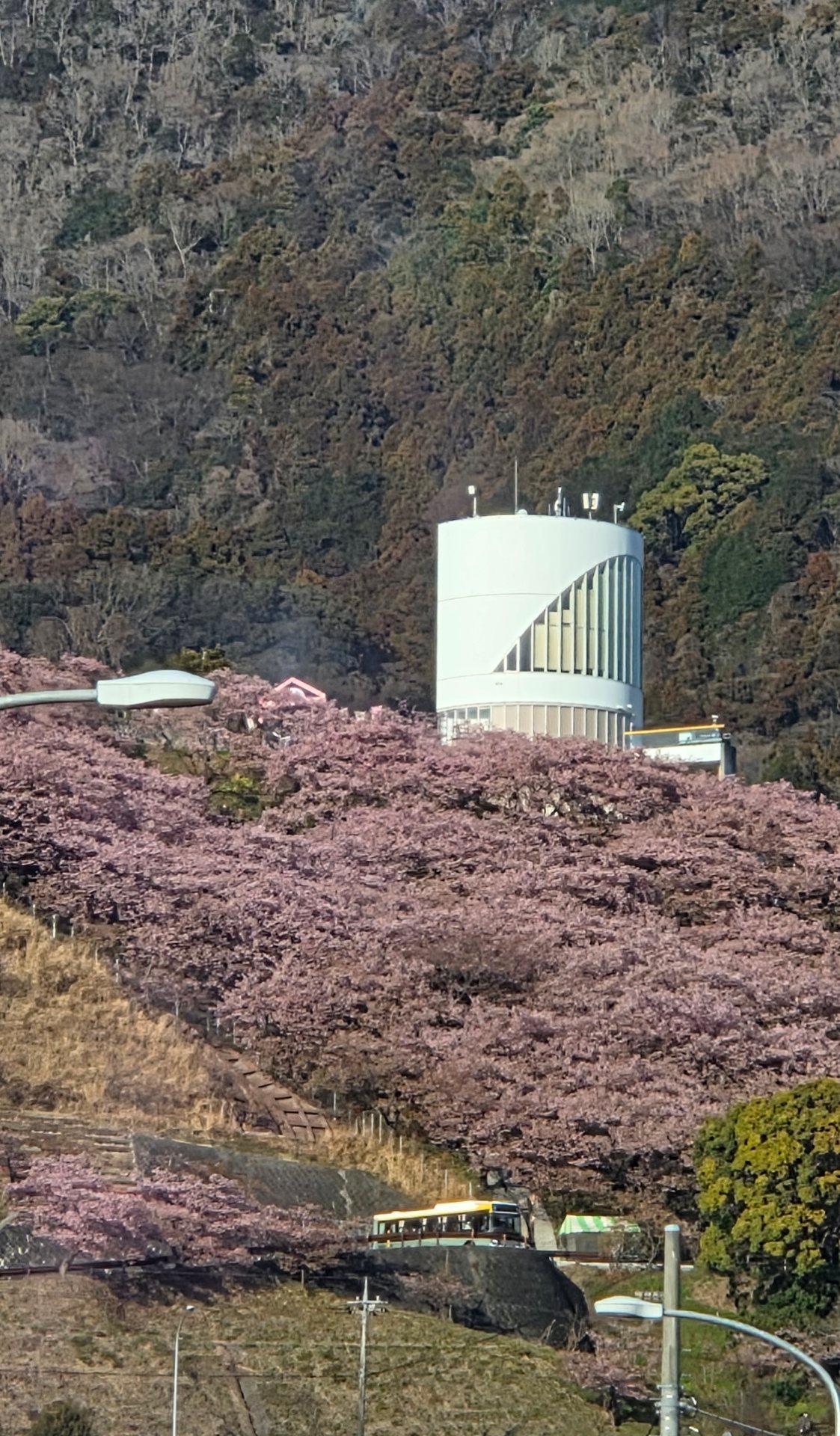 松田町、桜🌸祭り河津桜が満開のようで斜面がピンク色に染まってます。花見客を乗せたバスが何台も行き来しているようです